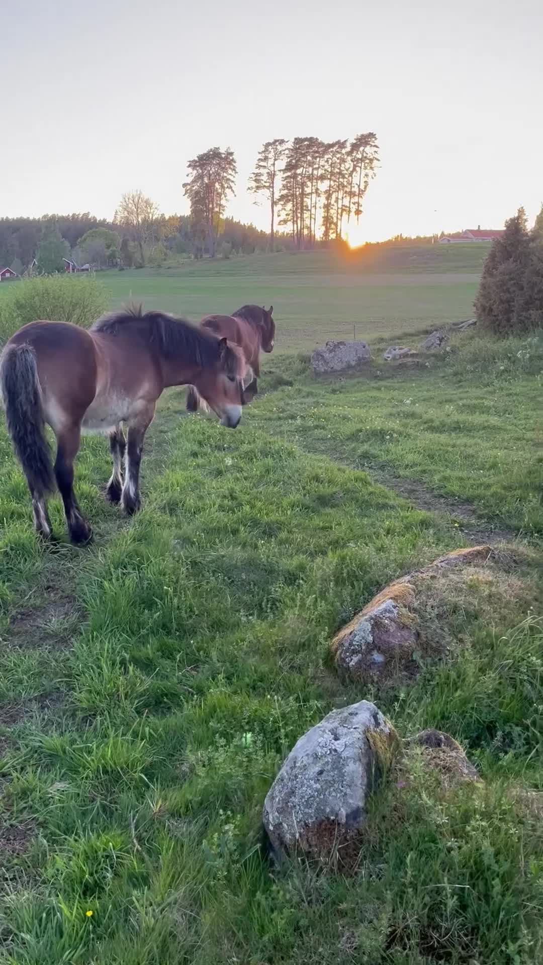 Allround hästar till salu: Vacker hingst född -25 - Video 1