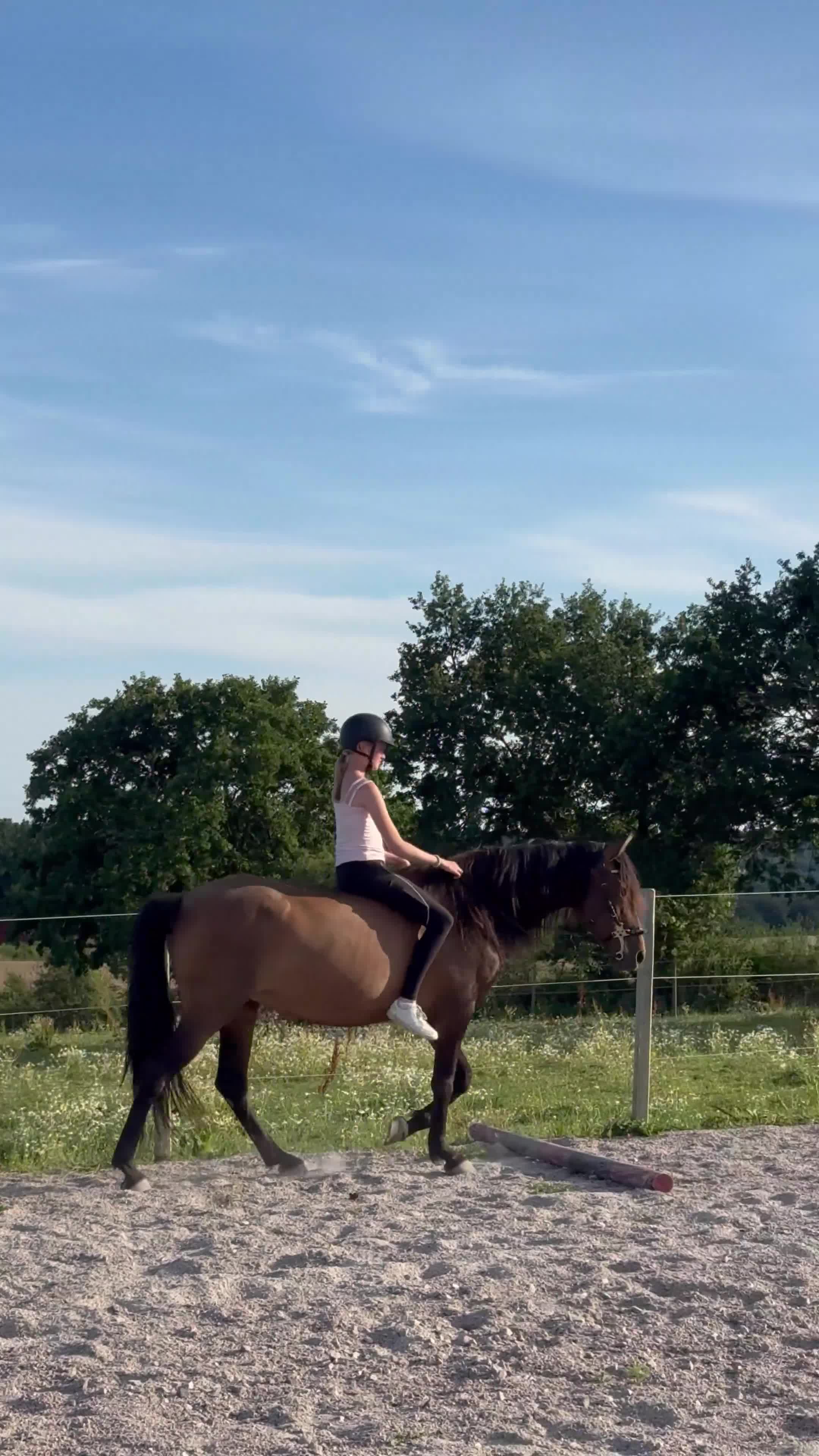 Island hästar till salu: Vackra Donna vill komma igång:) - Video 1