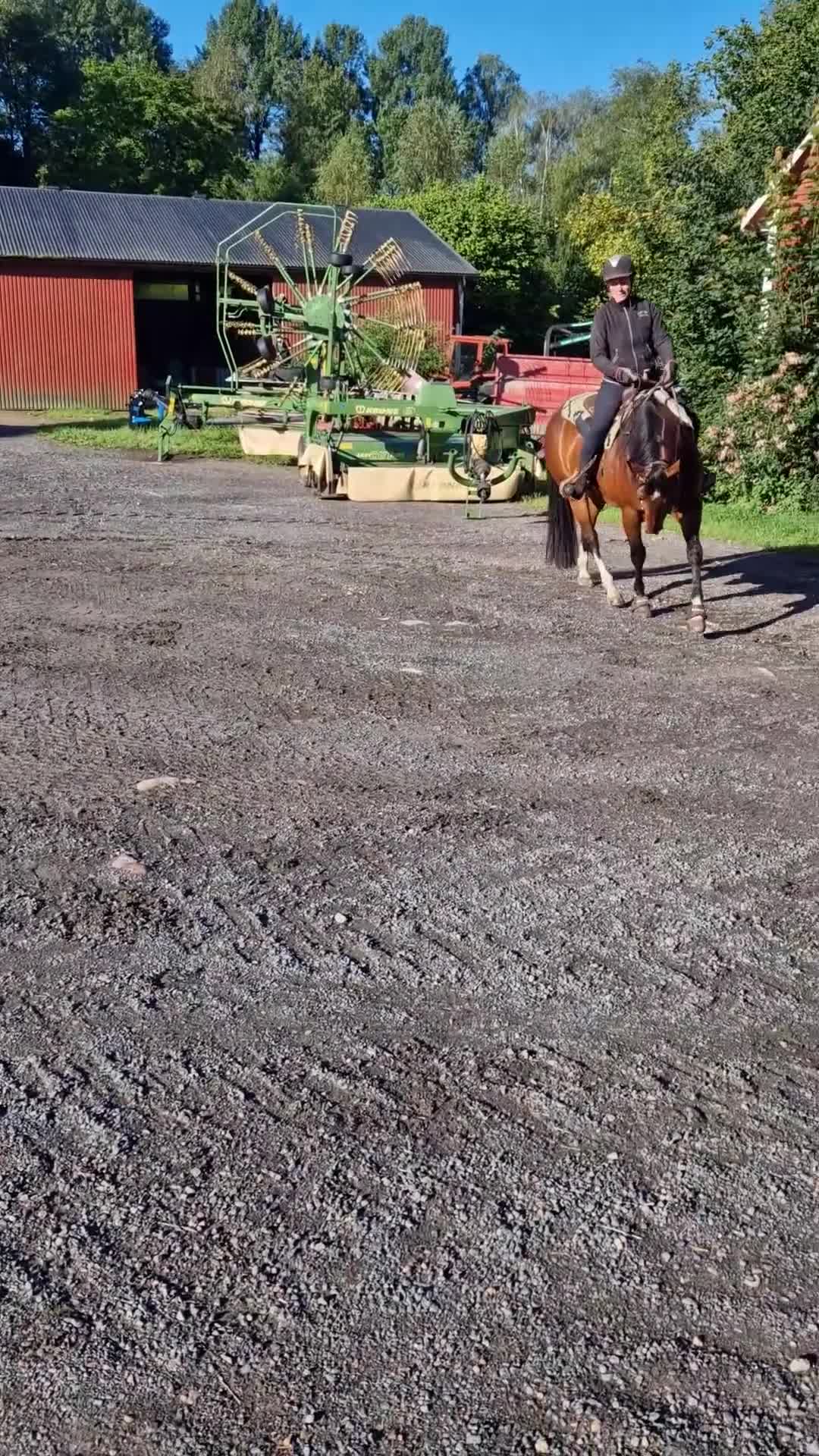 Allround hästar till salu: Quater valack - Video 1