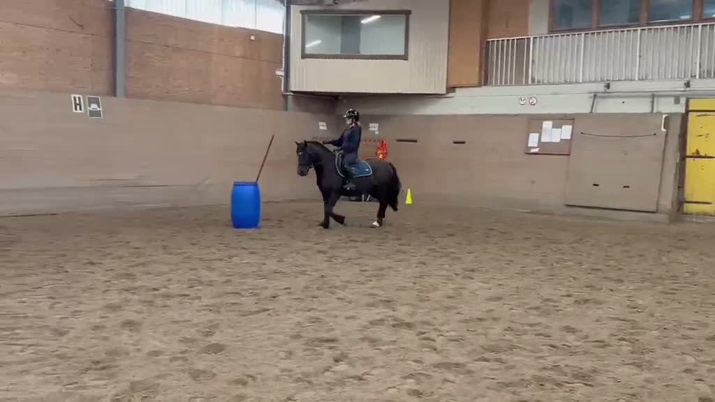 Allround hästar till salu: Trygg ponny för framtiden! - Video 2