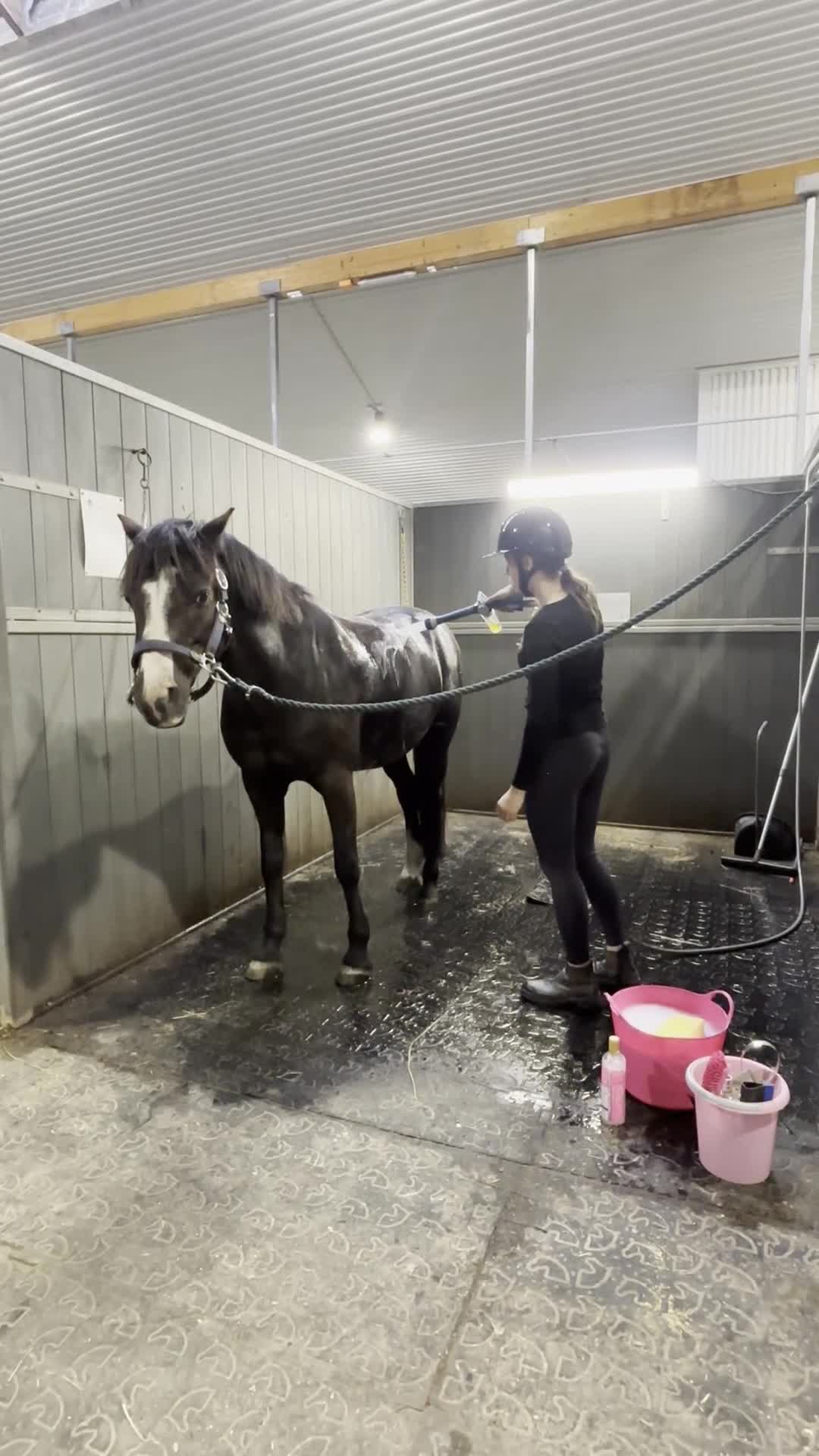 Dressyr hästar till salu: Snygg träningskompis! - Video 5