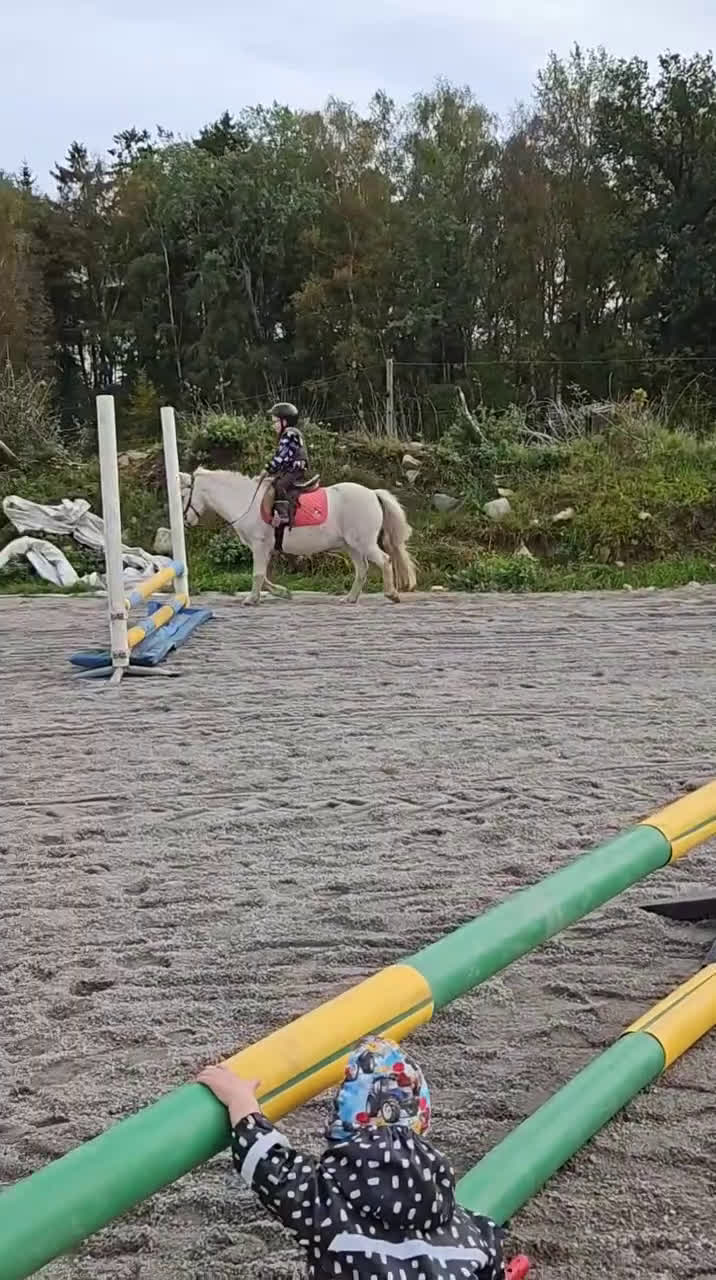 Allround hästar till salu: Fyndpris! Välutbildad B-ponny! i Bergkvara - Video 4