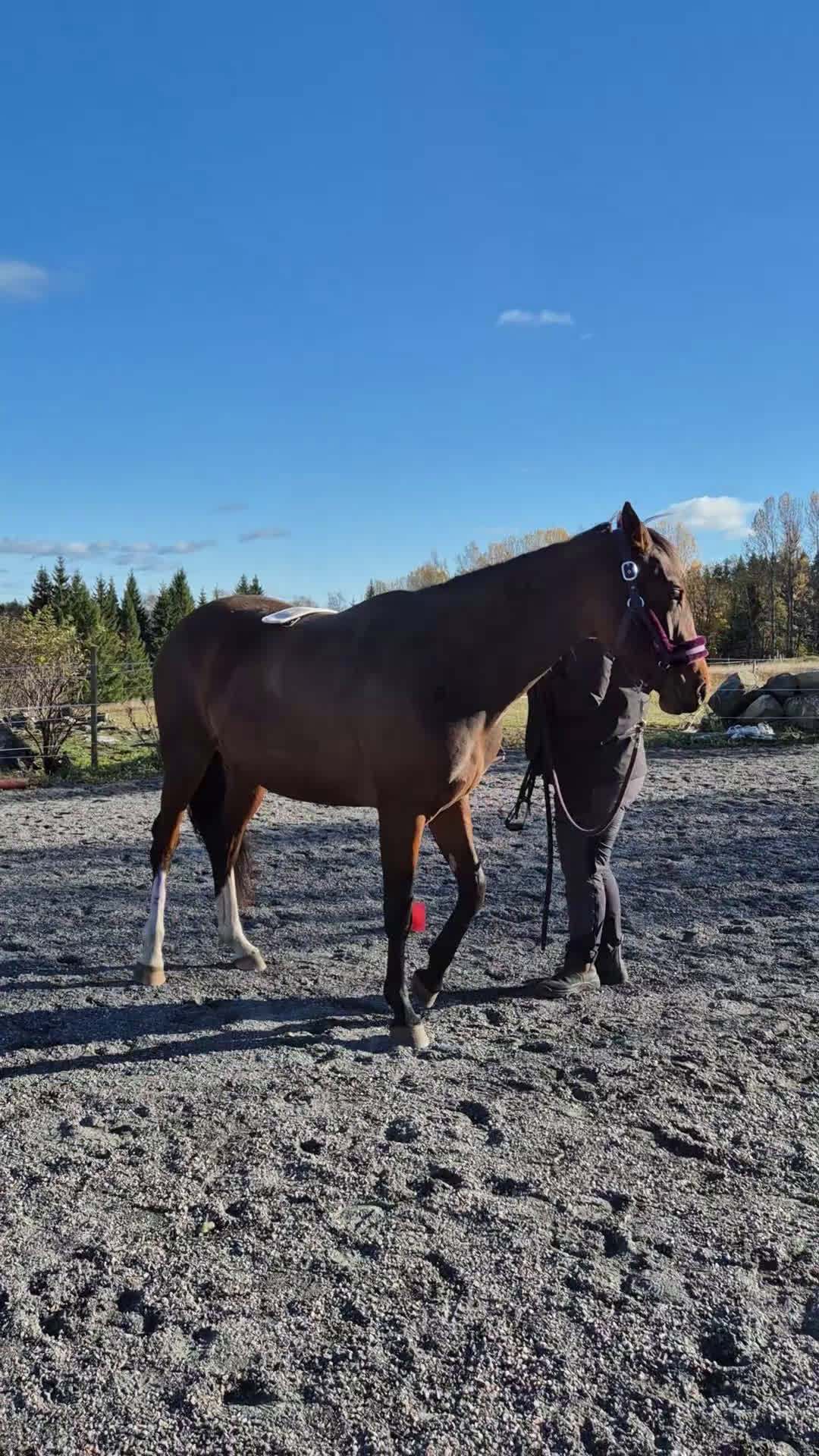 Allround hästar till salu: Sto med utvecklingspotential i Ludvika - Video 4