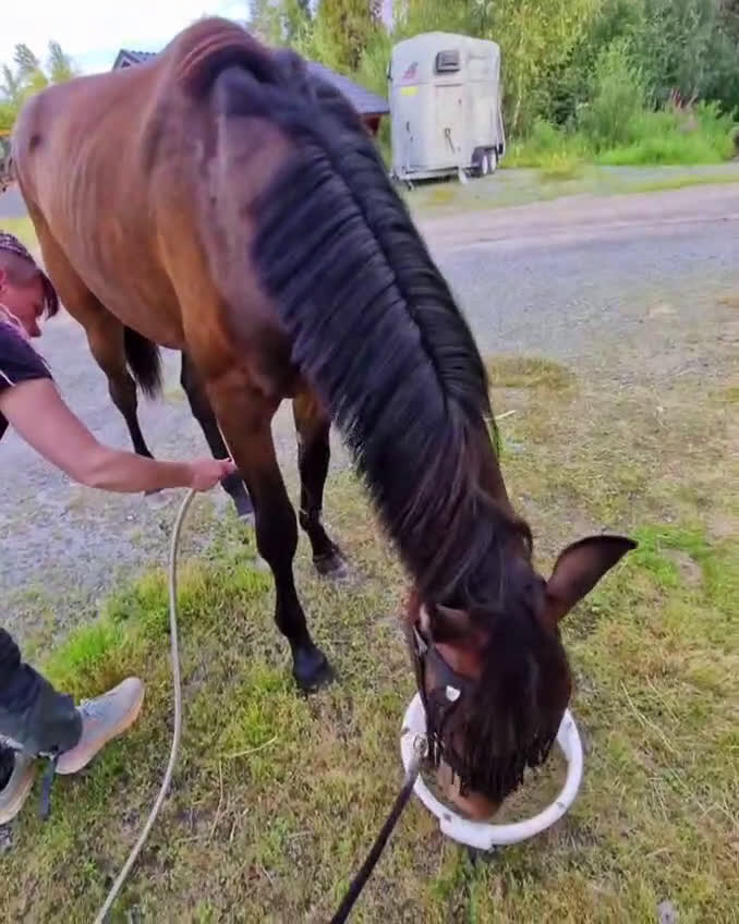 Allround hästar till salu: Fin 2 åring. (Blir 3år maj 2026) i Haparanda - Video 1