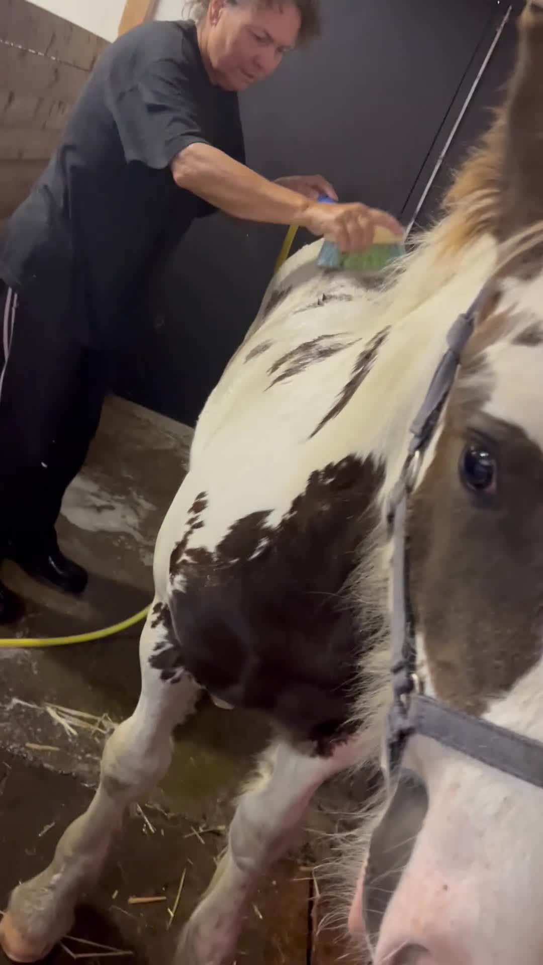 Allround hästar till salu: Hanterad mer än de flesta  - Video 1