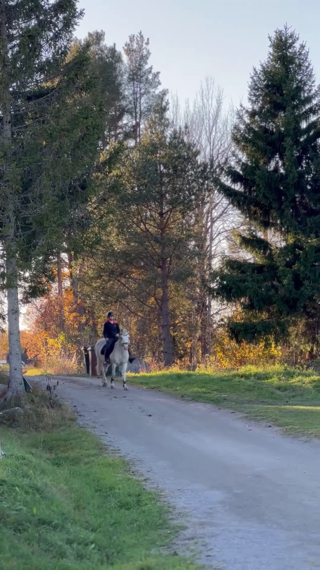 Allround hästar till salu: 🌟Söker sin nya människa🌟 i Enånger - Video 4