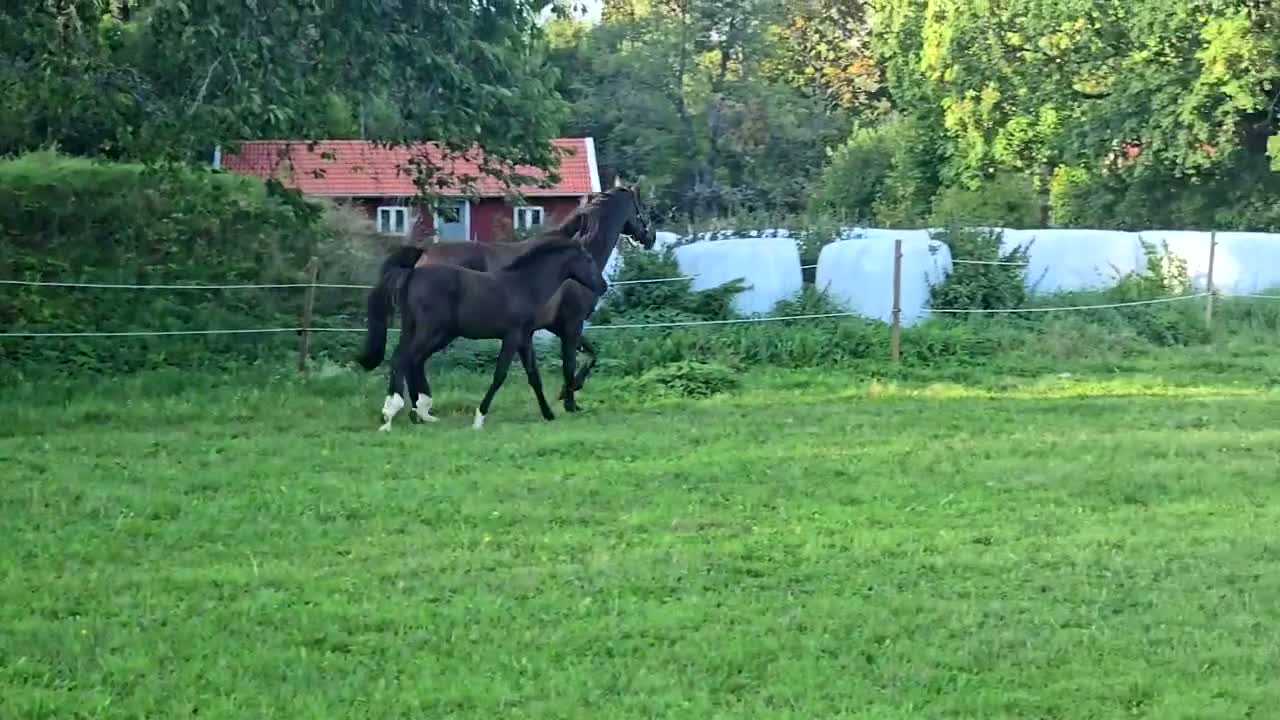 Dressyr hästar till salu: Svart hingstföl - Video 1
