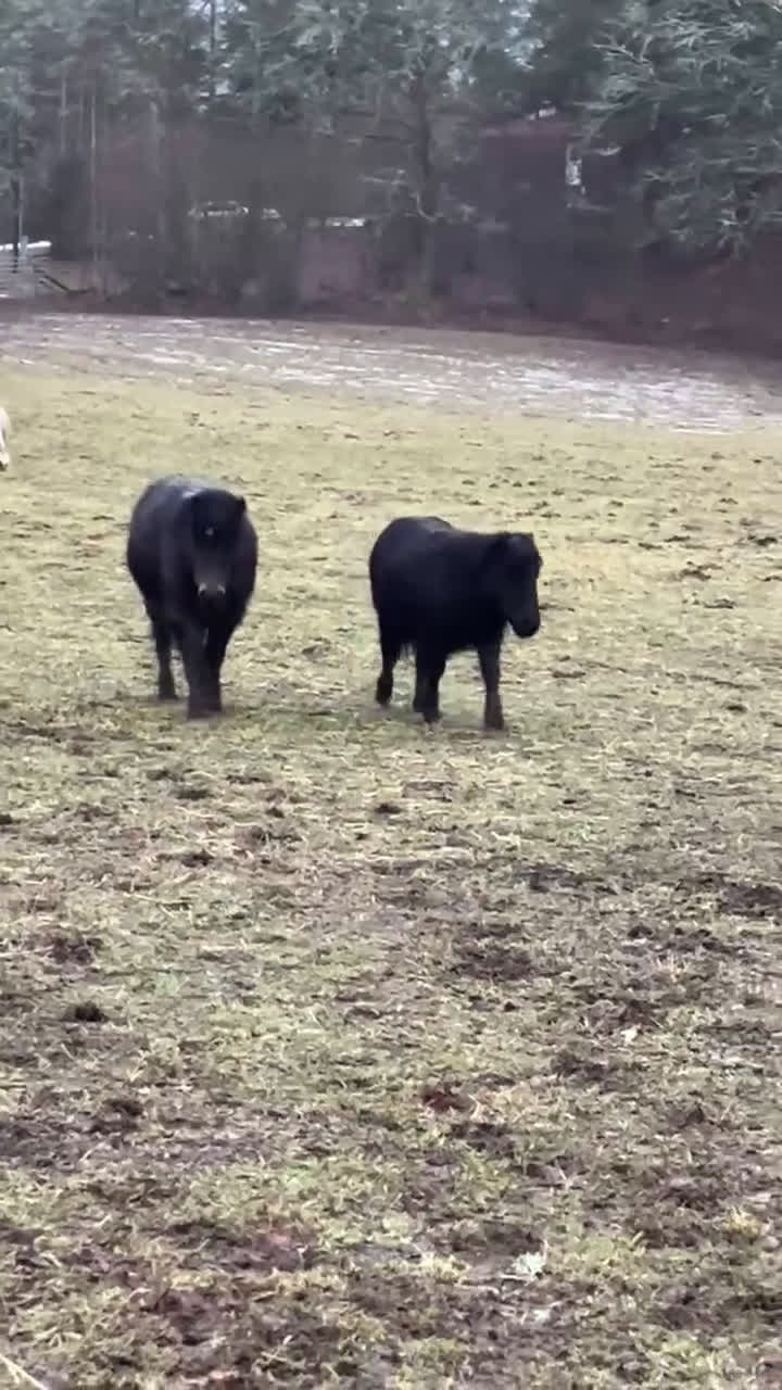 Allround hästar till salu: Lovande ettårshingst-snäll, vacker och rolig i Tranås - Video 1
