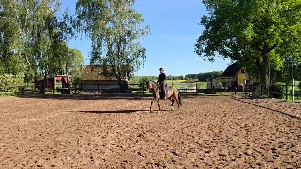 Dressyr hästar till salu: Ämne för framtiden i Borensberg - Video 1
