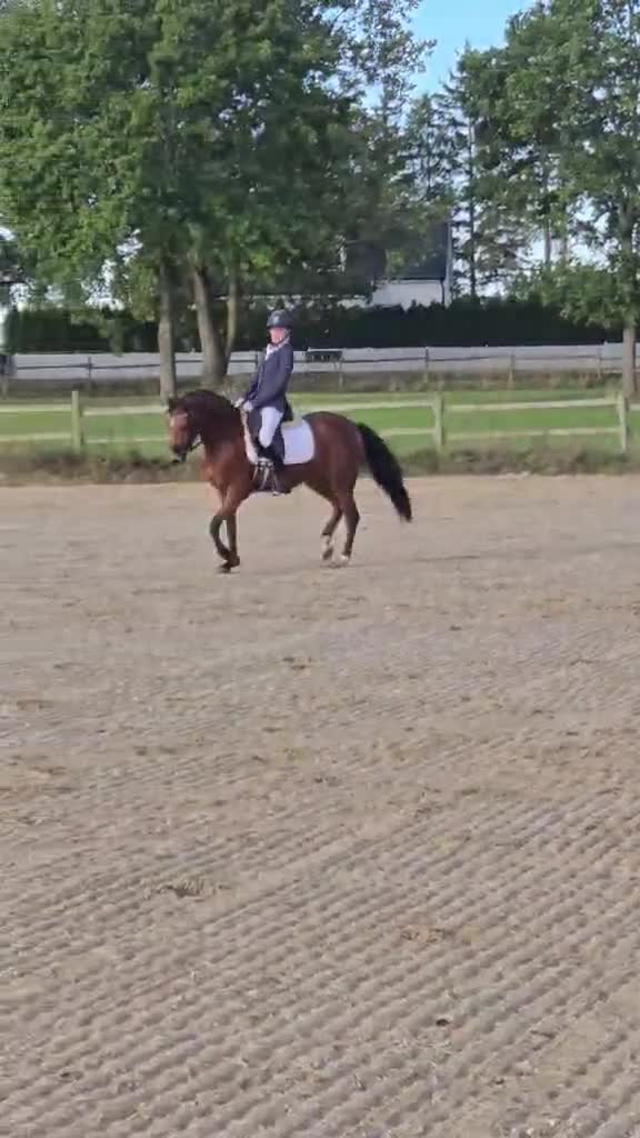 Allround hästar till salu: Snygg sportponny  - Video 2