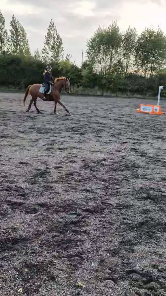 Dressyr hästar till salu: Fin dressyrhäst  i Billesholm - Video 3