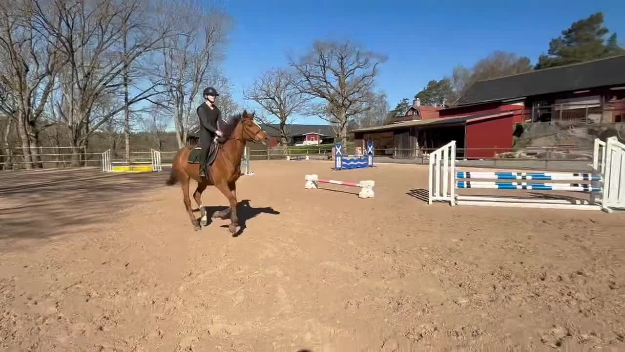 Allround hästar till salu: Fint fuxsto - Video 1