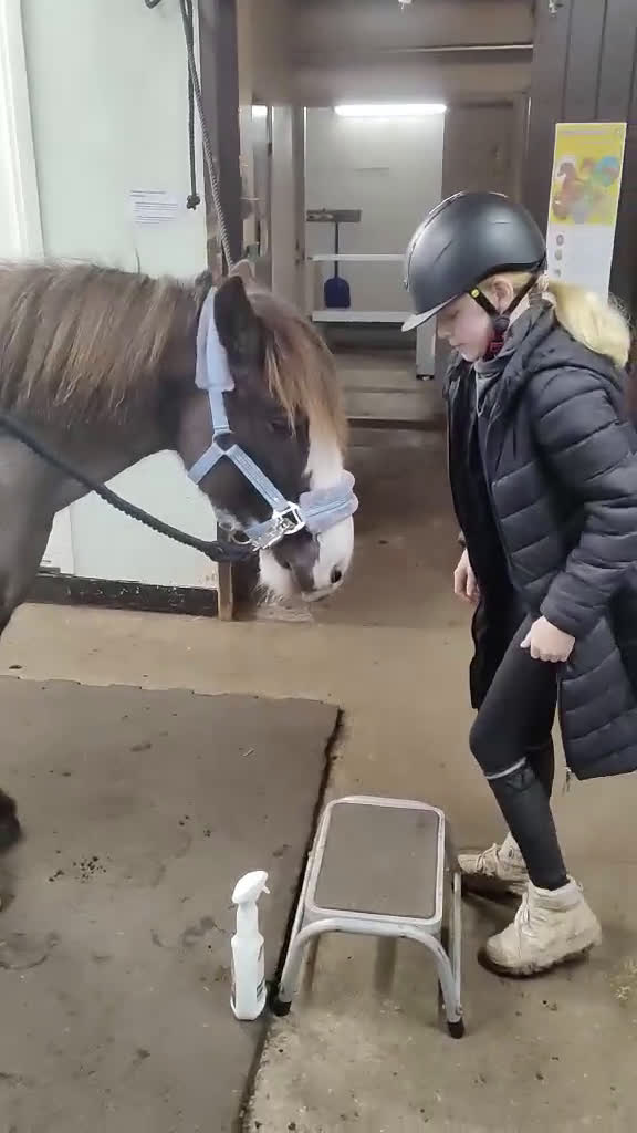 Allround hästar till salu: Bobby längtar efter ett egnet hem - Video 3