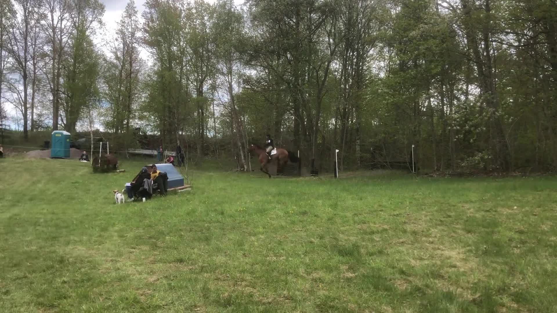 Allround hästar till salu: Allsidig tävlingskompis i Kil - Video 1