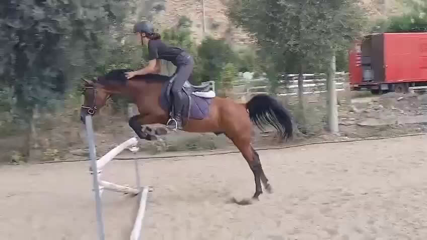 Hoppning hästar till salu: Lovande C-ponny i Calvià - Video 1