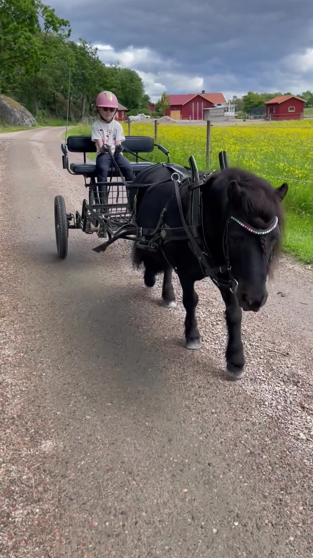 Allround hästar till salu: Snällaste ponnyn - Video 2