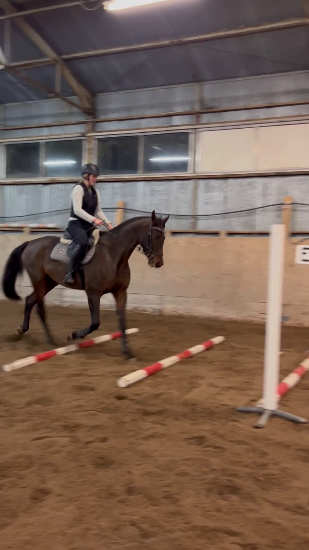 Allround hästar till salu: Trevlig Valack  i Nora - Video 5