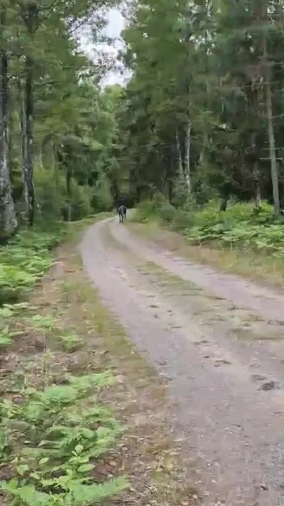 Allround hästar till salu: Härlig trygg valack - Video 3