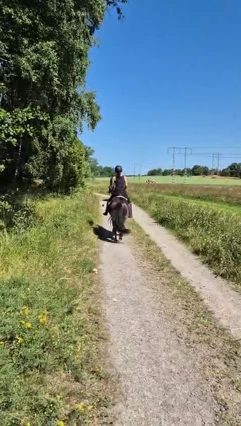 Allround hästar sökes: Söker medryttarhäst i stockholm! 💕 - Video 1