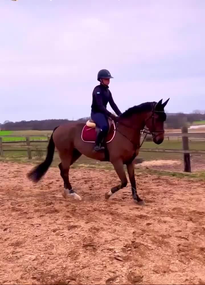 Hoppning hästar till salu: Underbar, vacker kille med potential - Video 1