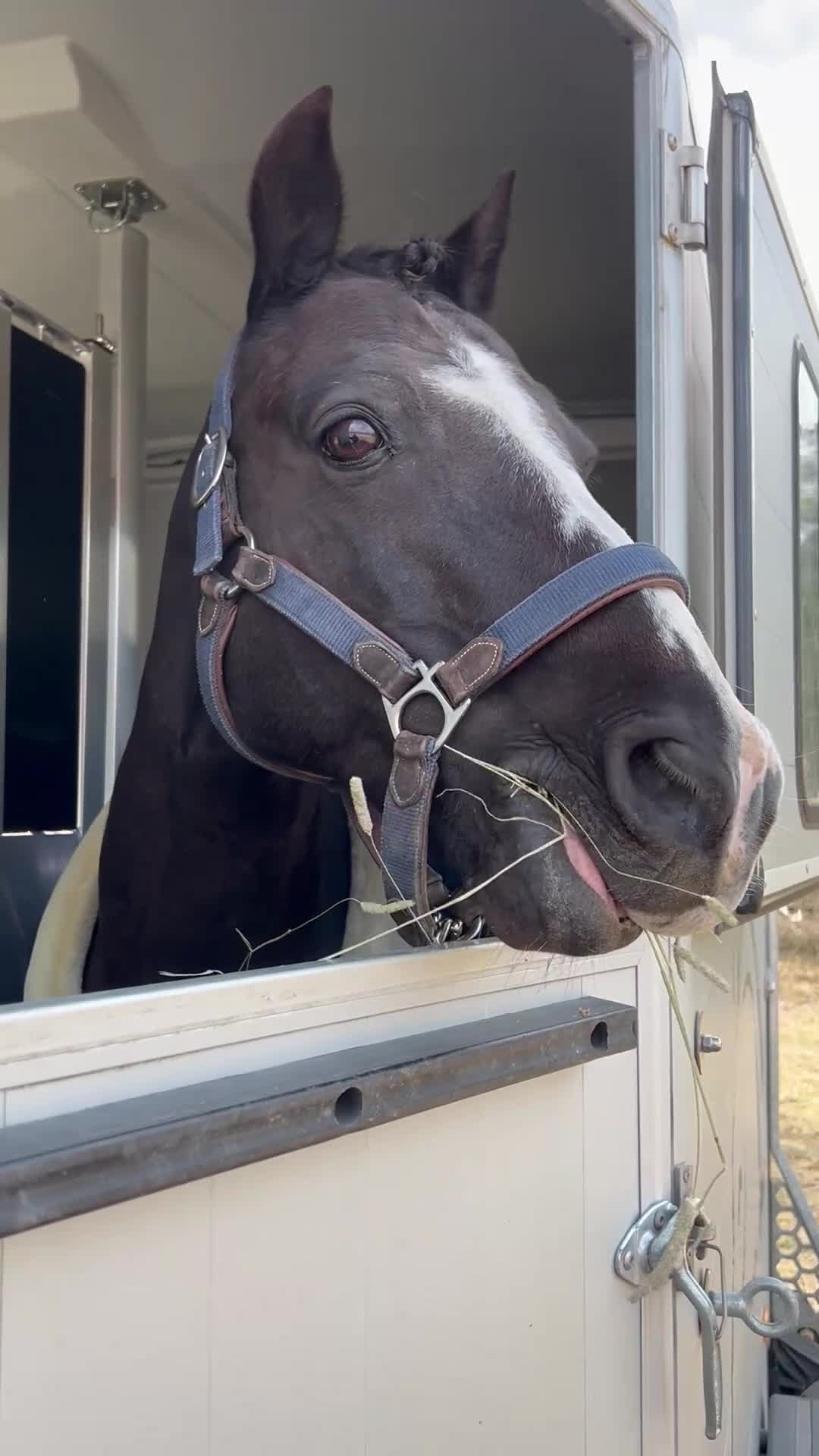 Dressyr hästar till salu: Snygg träningskompis! - Video 1