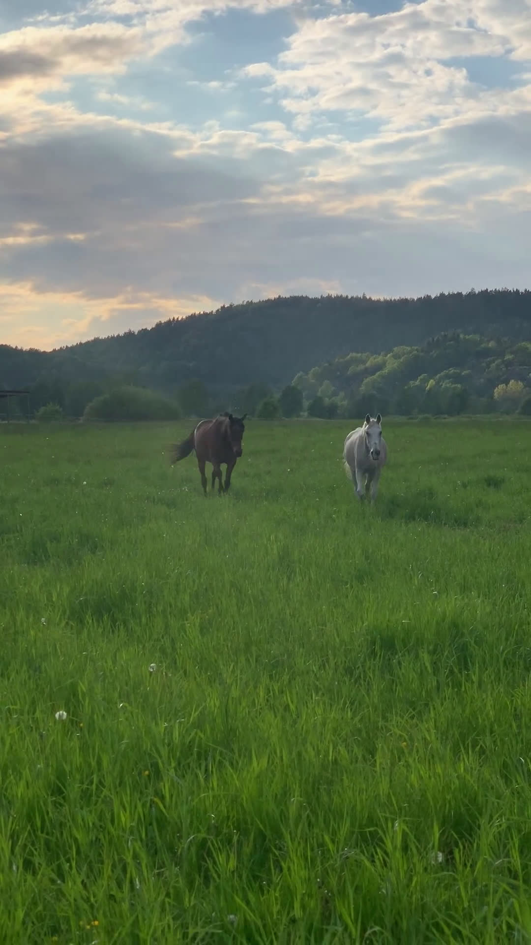  stallplats finnes: Sommarbete Lindome  i Lindome - Video 1