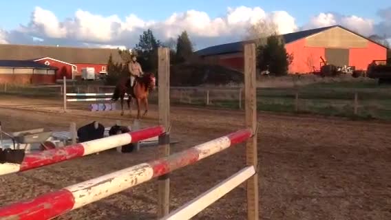 Hoppning hästar till salu: Underbart stoföl född 17/5! - Video 2