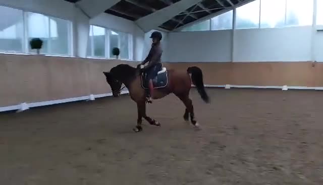 Allround hästar till salu:   ❤️ Ett sista kärleksfullt hem till fina Kenzo ❤️ - Video 1
