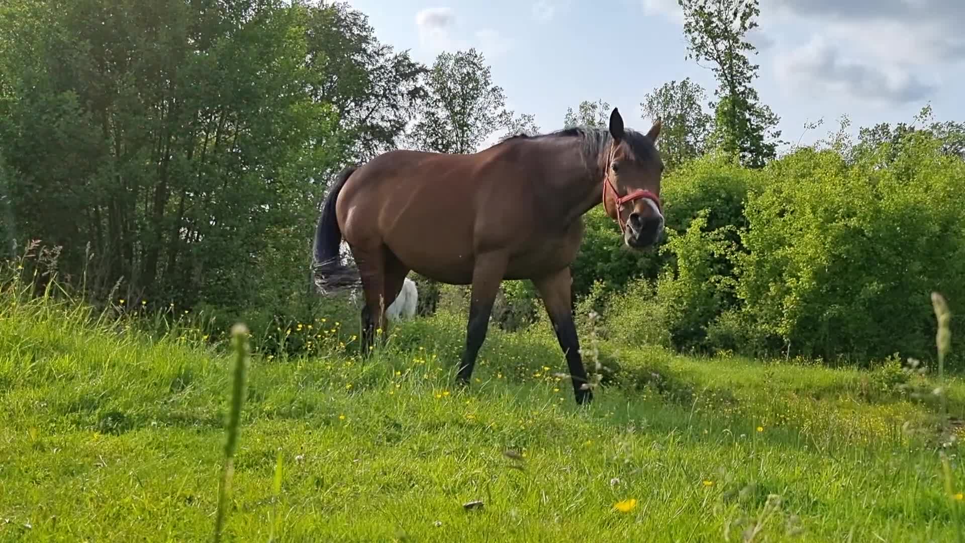 Allround hästar till salu: ELLSA - Video 2