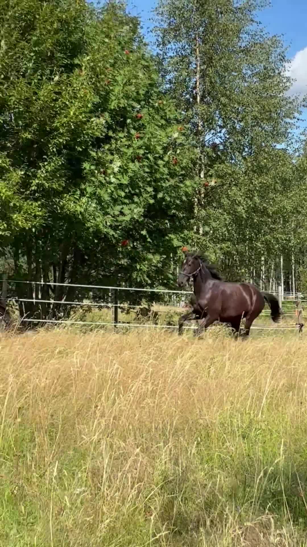 Dressyr hästar till salu: Vacker svart/brun valack  - Video 4