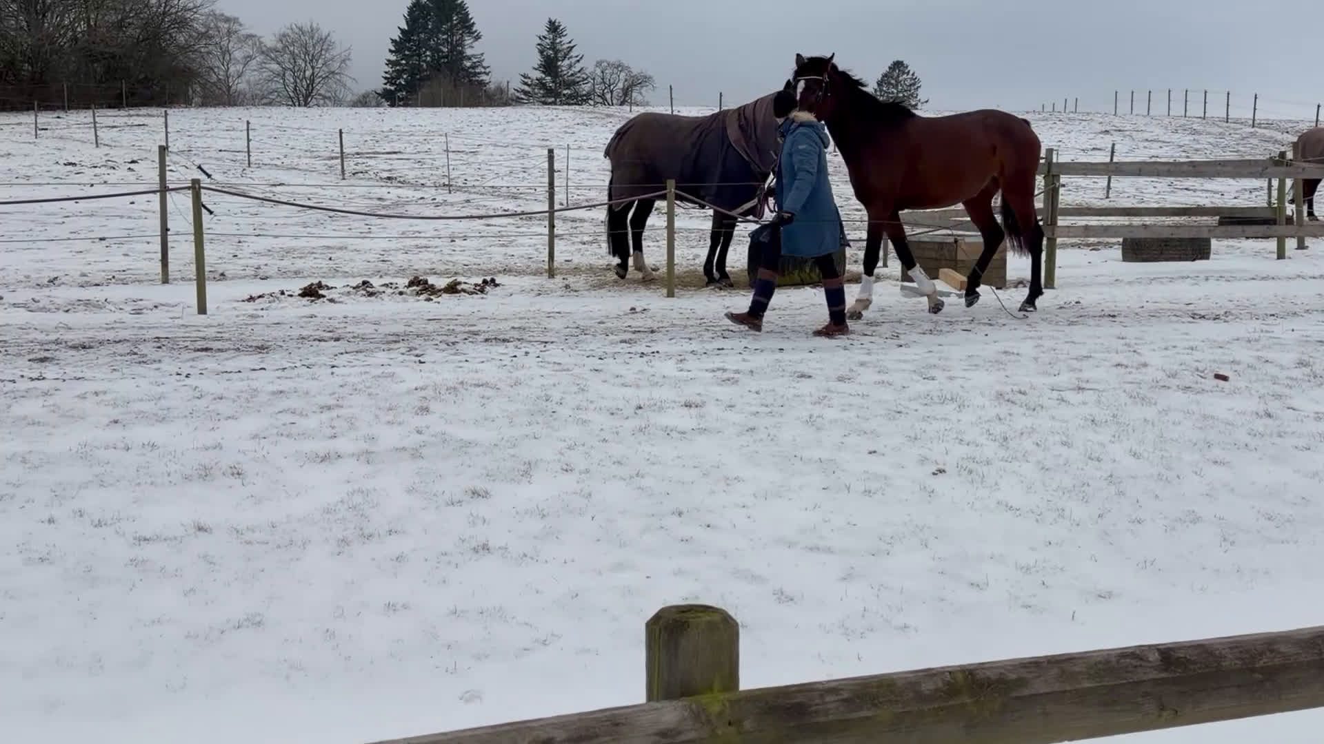 Dressyr hästar till salu: Tillfälle! Elegant sto - Video 4