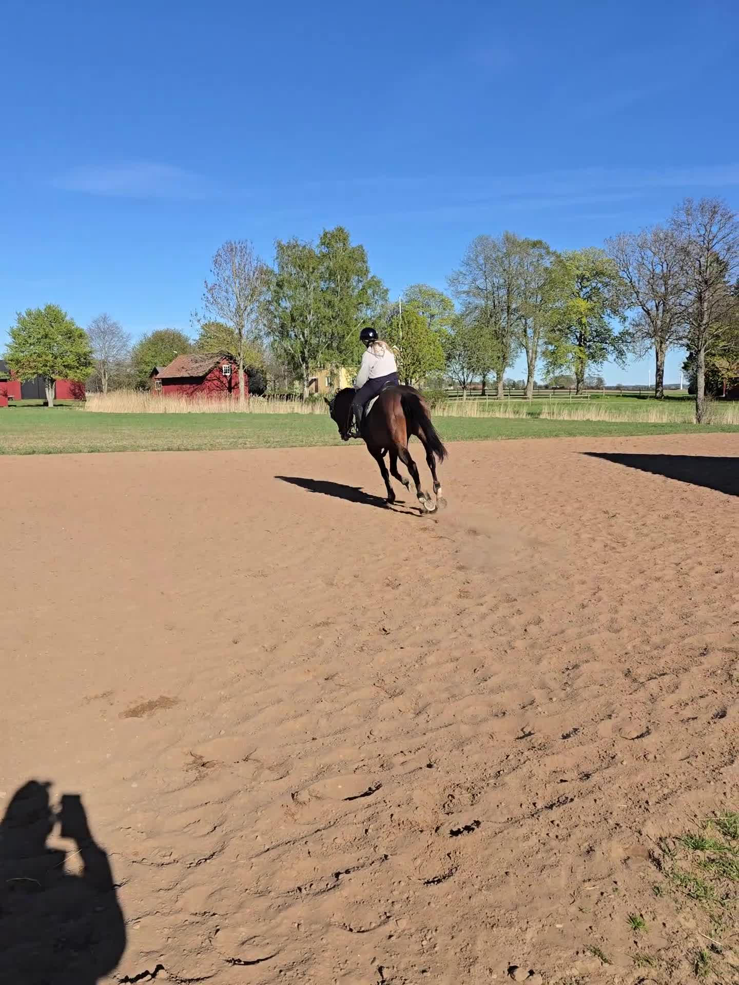 Allround hästar till salu: Fantastisk hobby häst  - Video 3