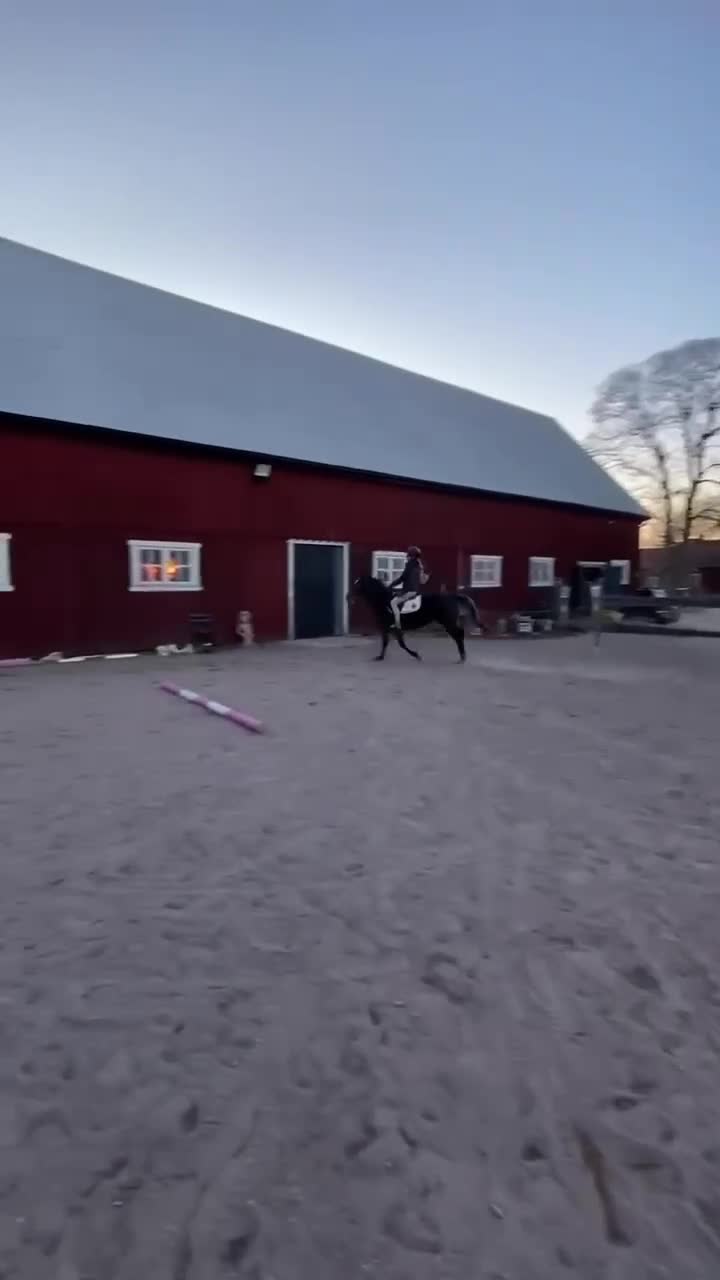 Allround hästar till salu: Fynda trevlig d ponny verksamhet/familj  - Video 1