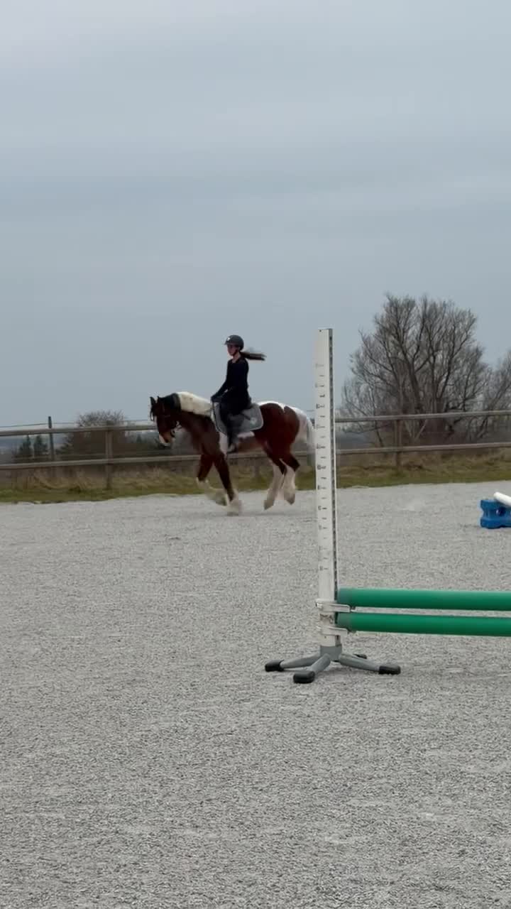 Allround hästar till salu: Rolig bästa vän söker nytt hem - Video 1