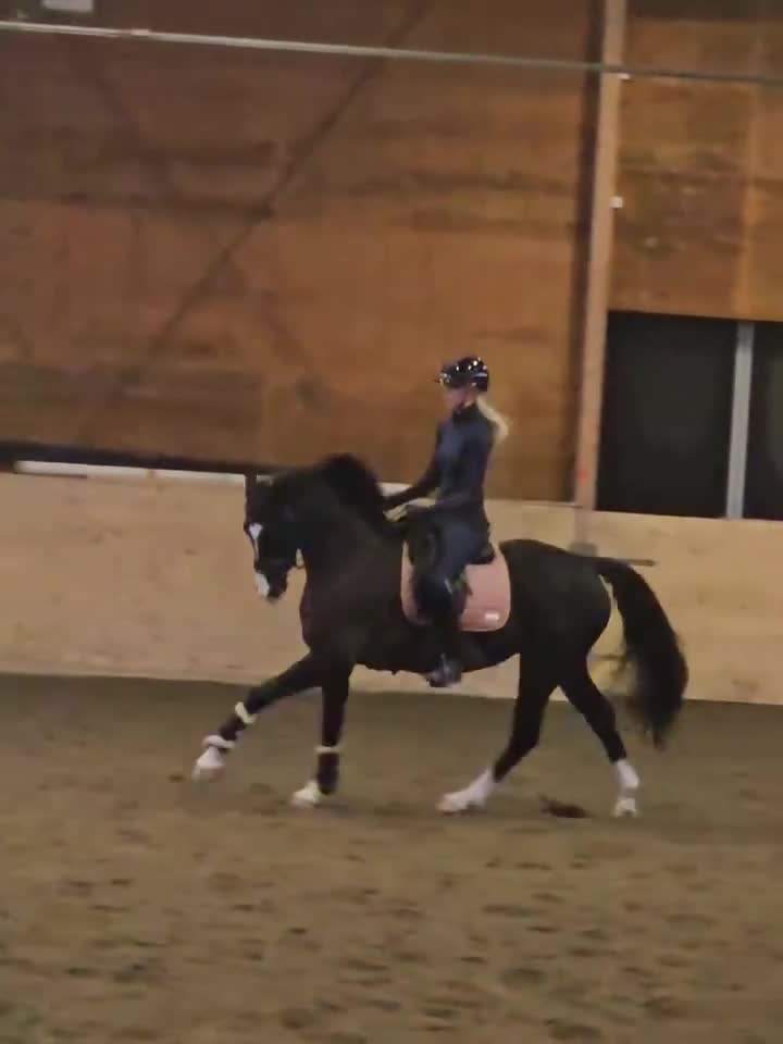 Dressyr hästar sökes: Samarbete sökes - Video 4