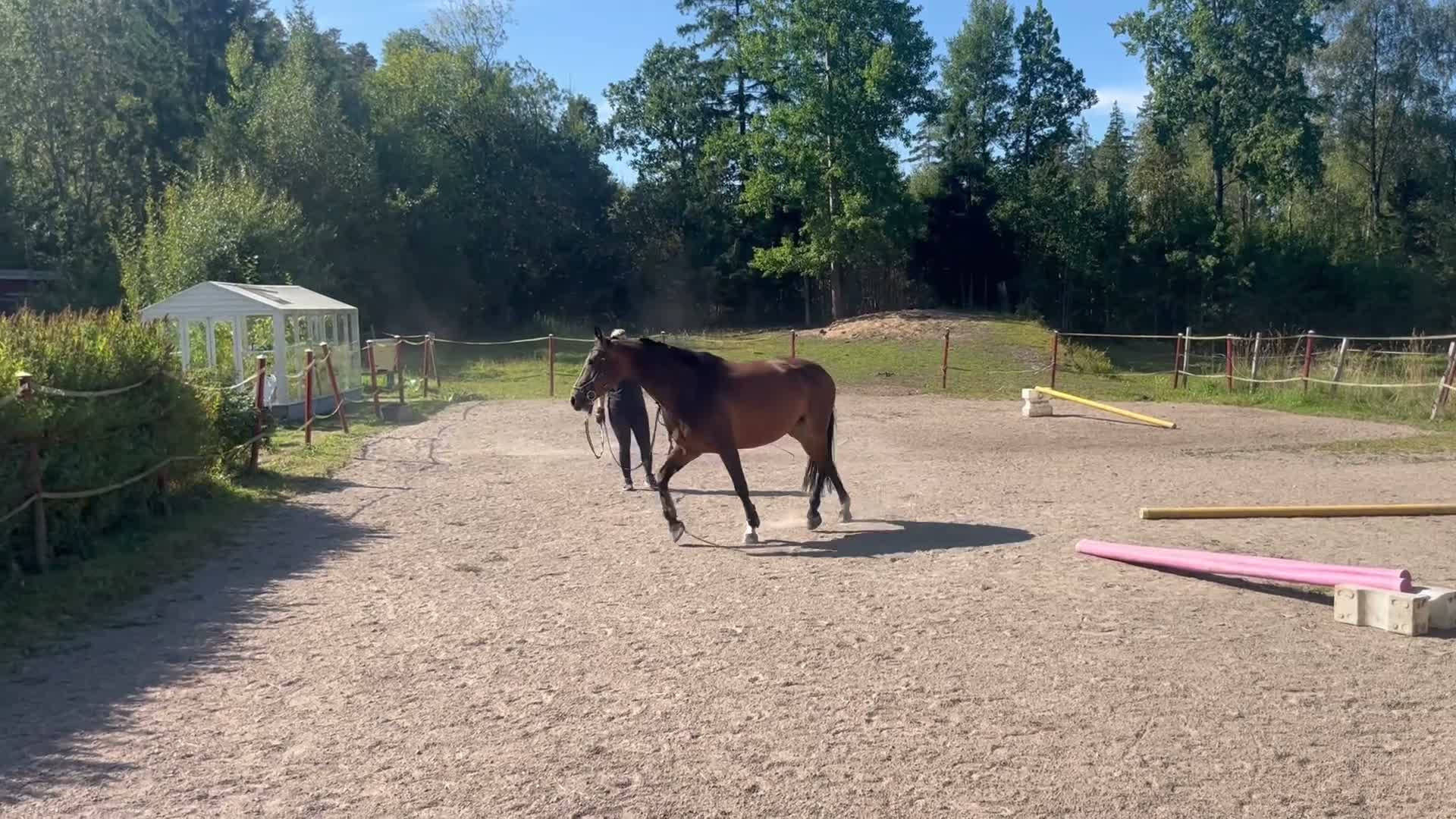 Allround hästar till salu: Sto f.19 söker ny bästavän  - Video 1