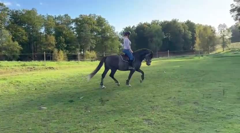 Allround hästar till salu: Nubbe söker ett kärleksfullt hem!  i Bjärnum - Video 2