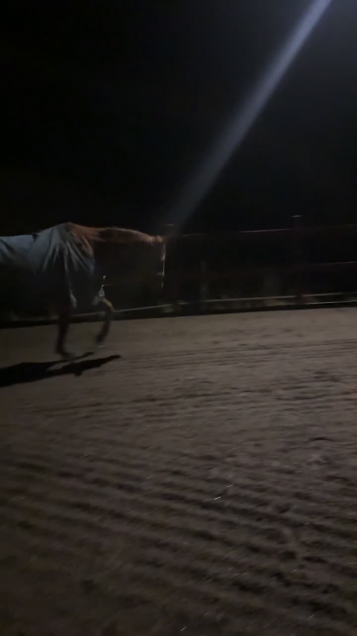 Allround hästar till salu: Snäll valack  i Västerhaninge - Video 1