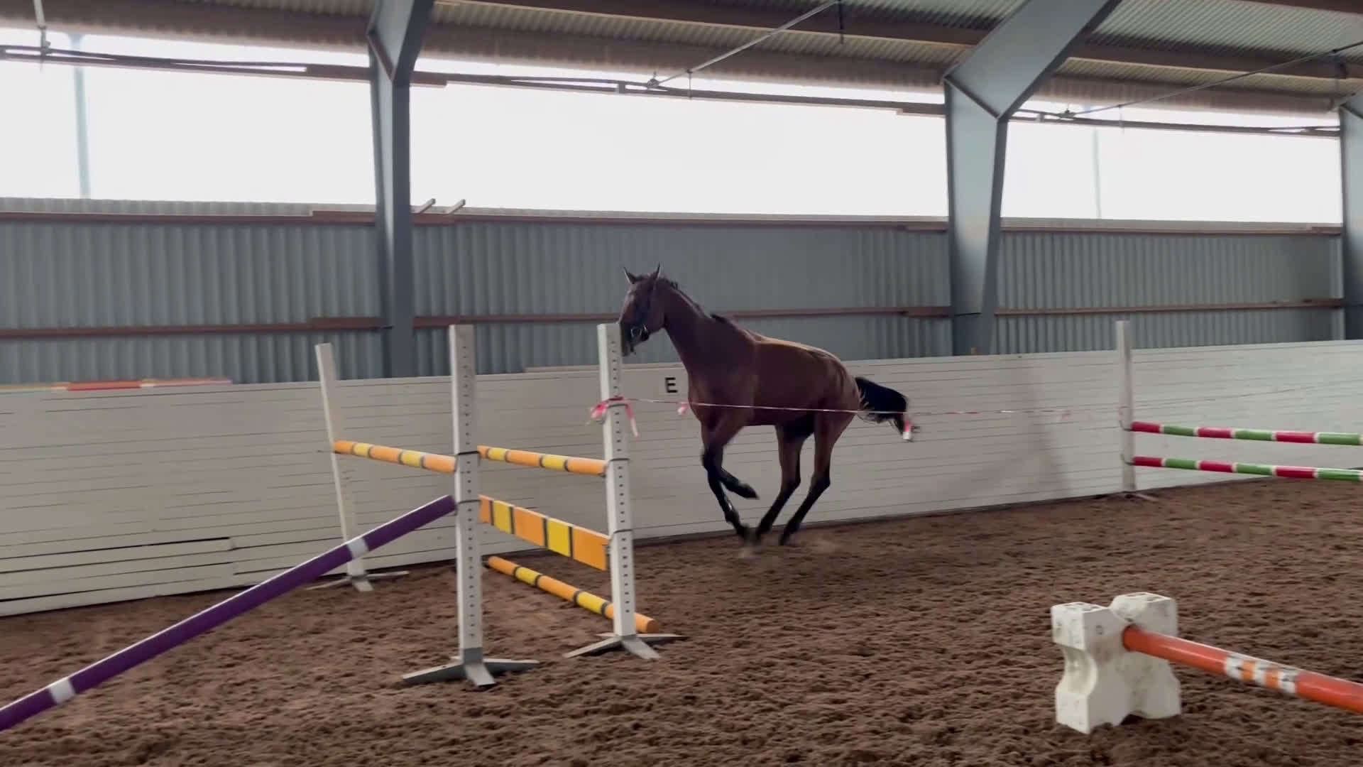 Allround hästar till salu: 4 åring E: magic park  - Video 1