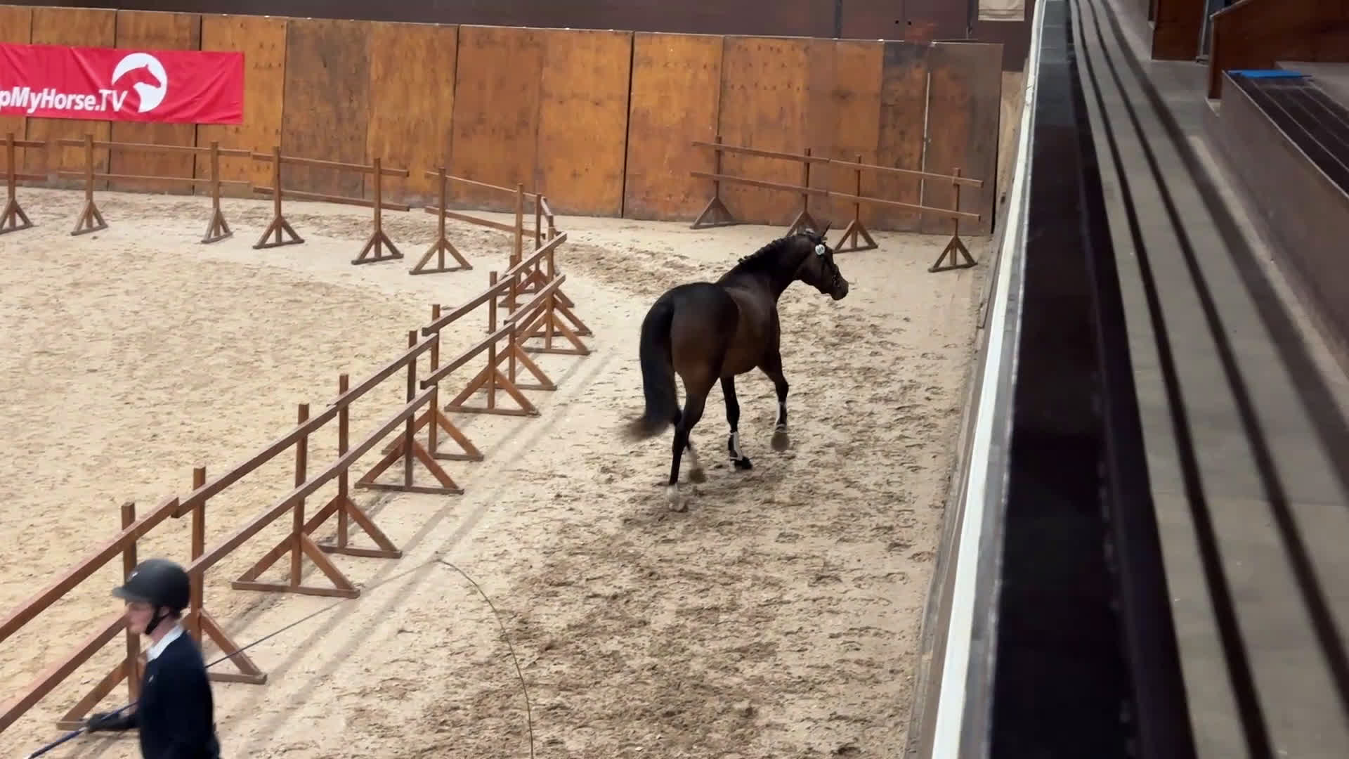 Allround hästar till salu: Lovande 3-åring med stort hjärta i Västerås - Video 1