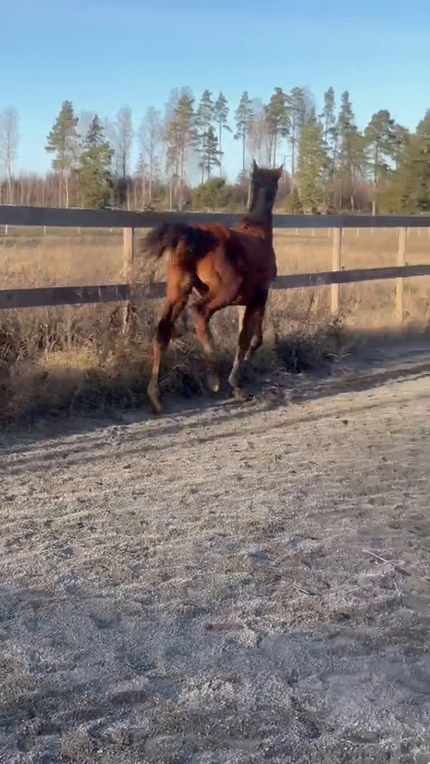 Hoppning hästar till salu: 2-åring e. Magic Park - Cayado - Concept - Video 1