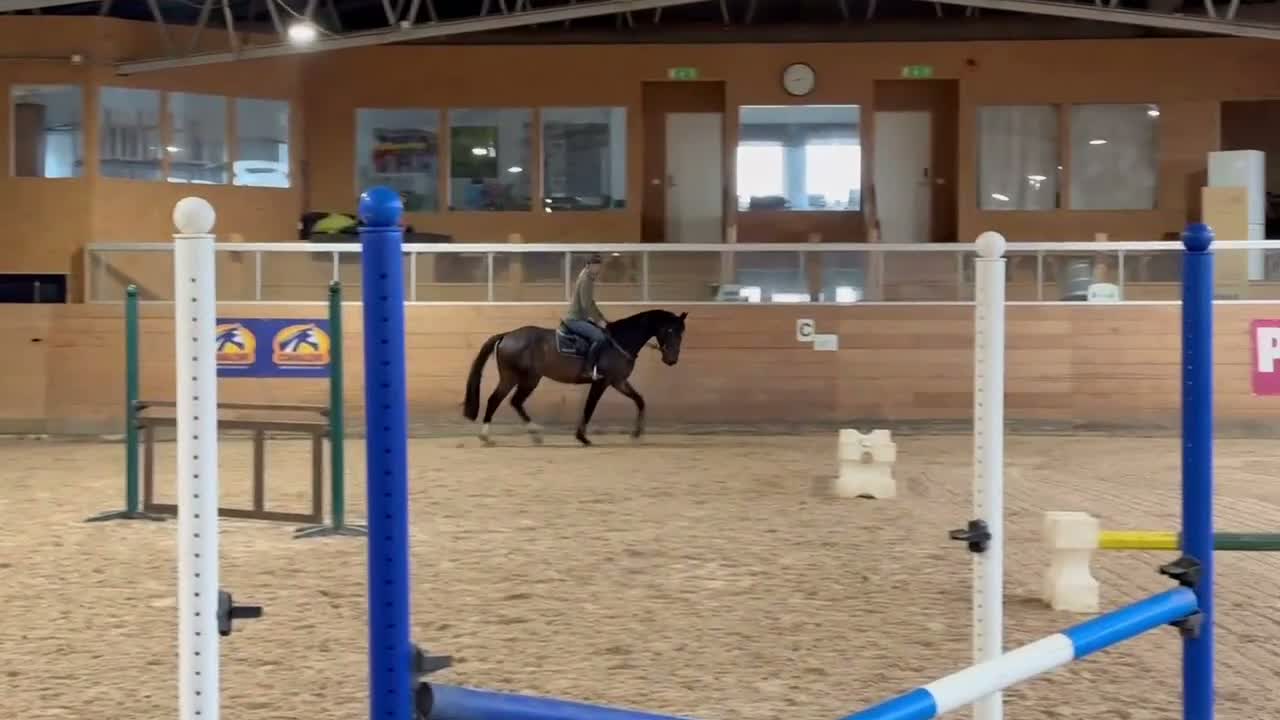 Hoppning hästar till salu: Trevlig valack - Video 1