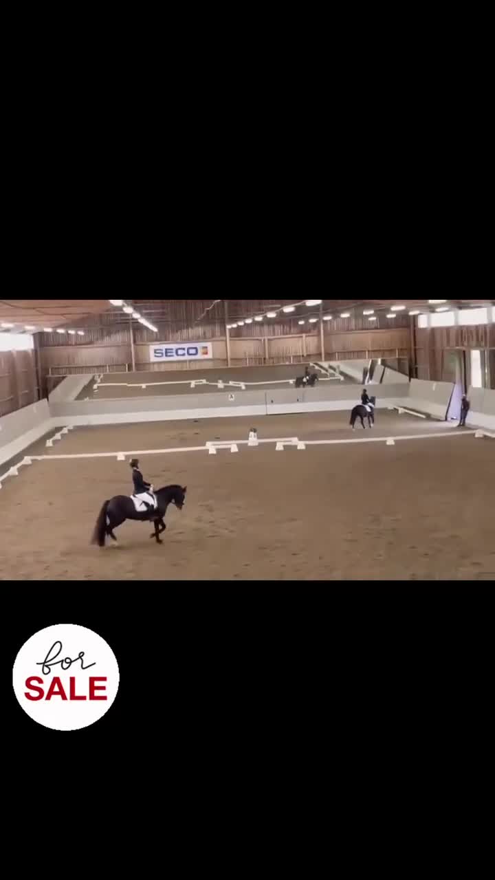 Hoppning hästar till salu: ROSETTPLOCKARE 🏆🥇 i Fagersta - Video 1