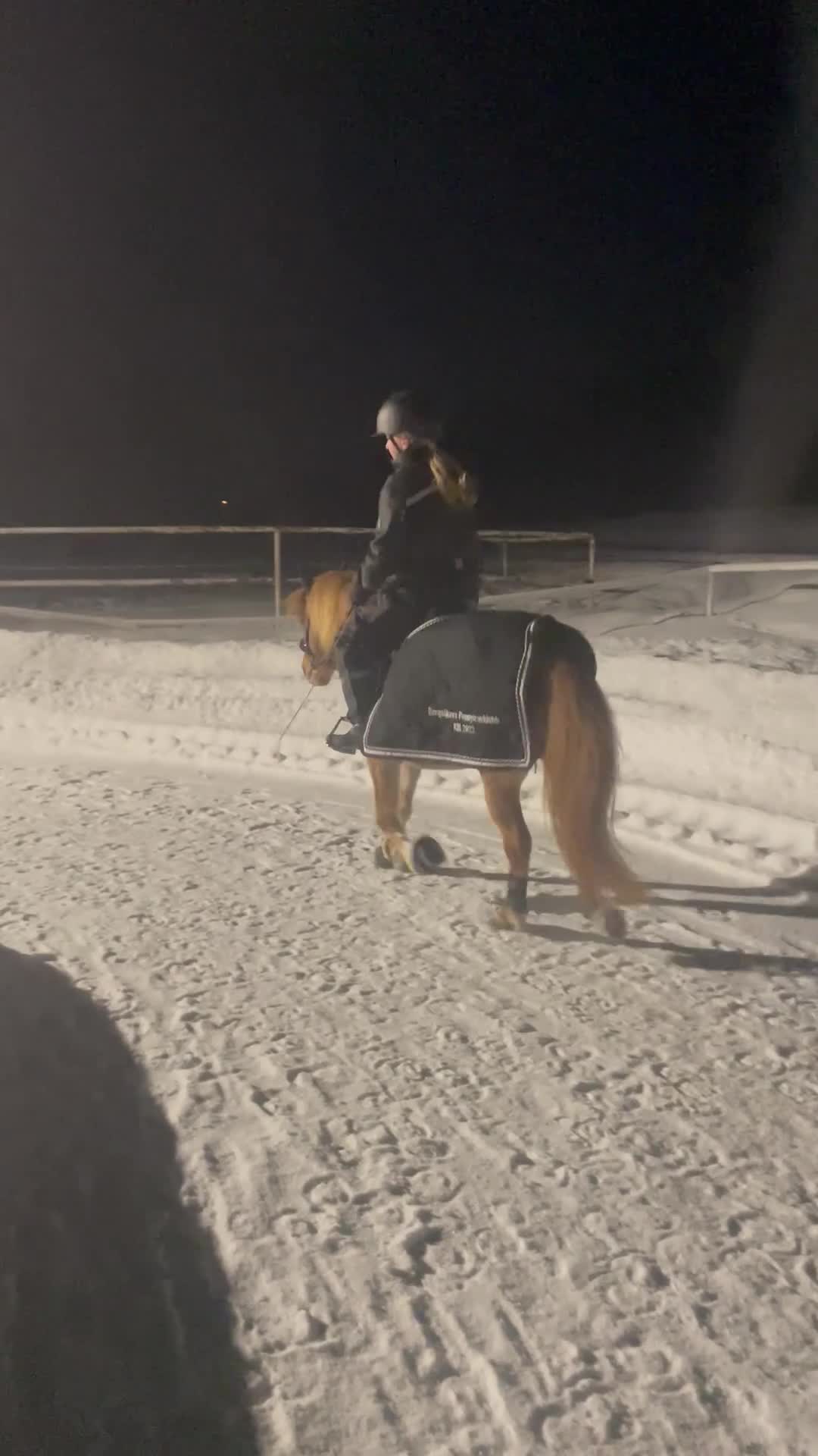 Allround hästar till salu: Nu söker min älskade Diesel en ny bästis!  i Sundsvall - Video 3