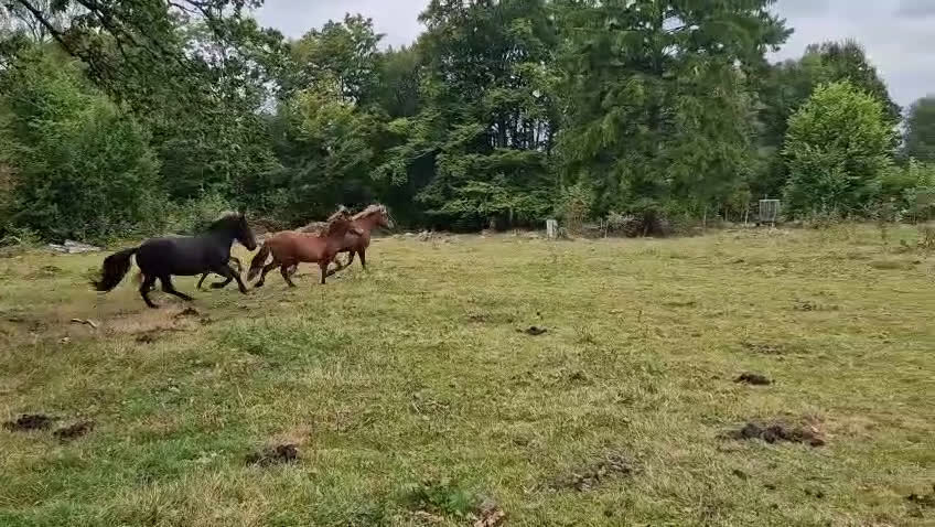 Island hästar till salu: 3 islandsston av hög kvalitet säljes pga flytt  i Fjärås - Video 1