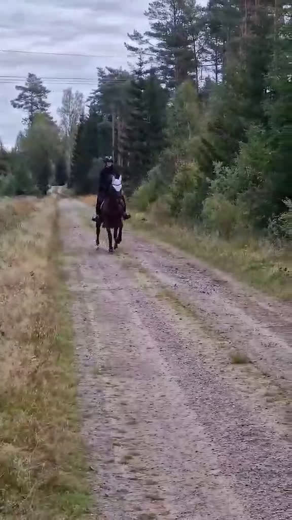Allround hästar till salu: Enmannahäst kör/ridbar i Ljungby - Video 1