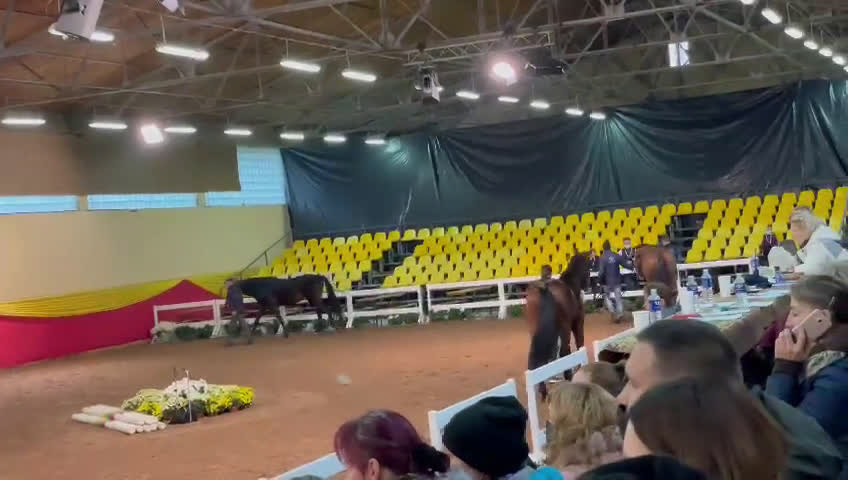 Allround hästar till salu: Talangfull Zangersheide hingst - Video 1