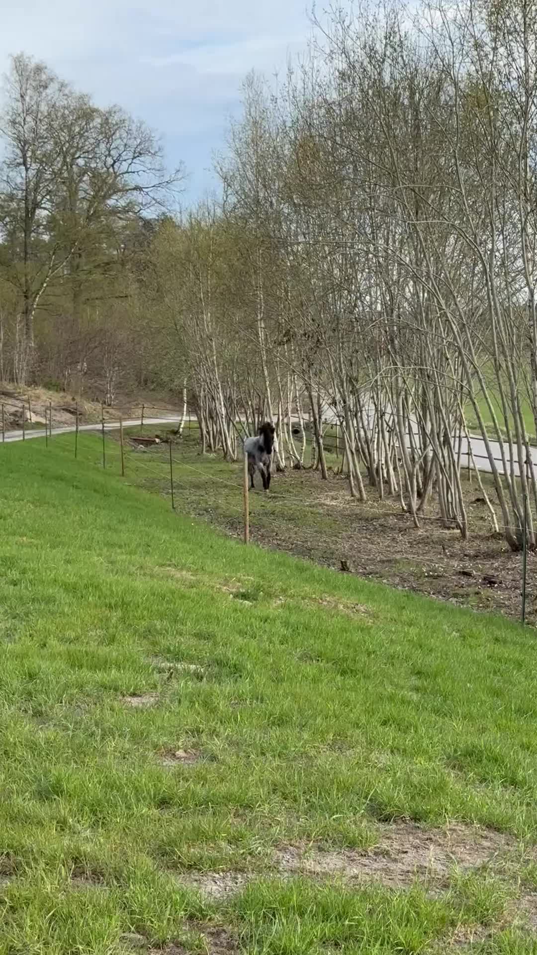 Island hästar till salu: Snygg och välhanterad svenskfödd konstantskimmel - Video 3
