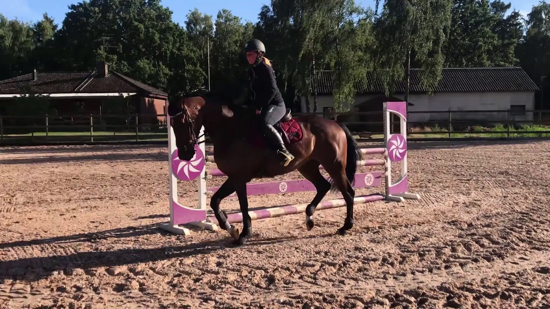 Allround hästar till salu: Fynda projekthäst - Video 3