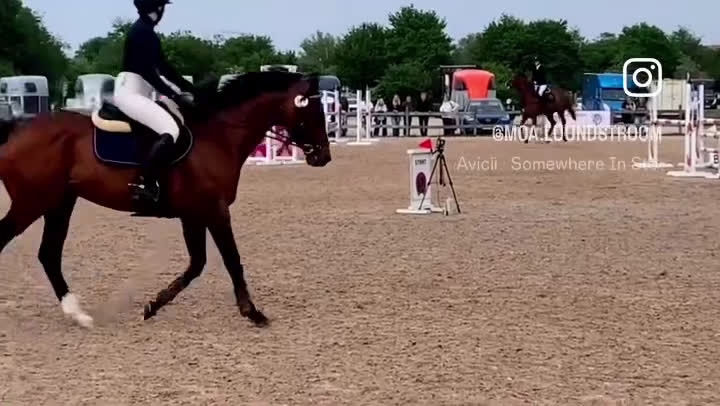 Hoppning hästar till salu: Fint sto till salu!  i Vellinge - Video 2